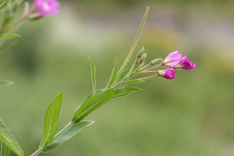 Epilobium hirsutum